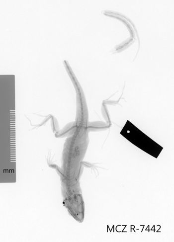 Media type: image;   Herpetology R-7442 Aspect: dorsoventral x-ray